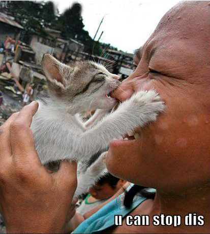 funny_cat.jpg